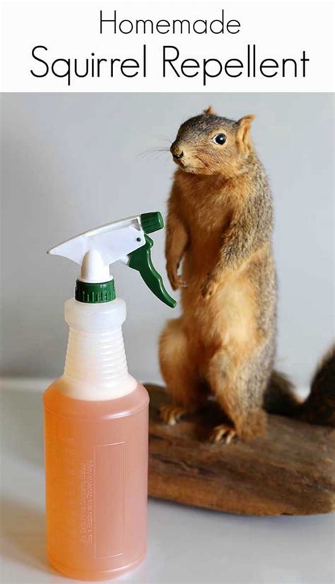 Homemade Squirrel Repellent Recipe 🐿️ - House of Hawthornes