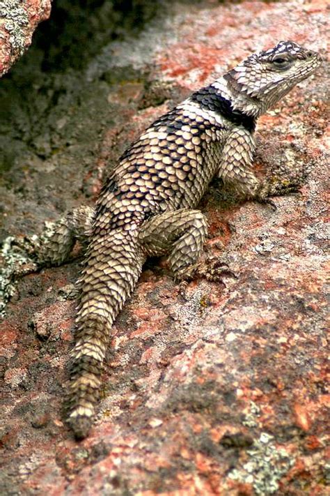 Crevice Spiny lizard : Photos, Diagrams & Topos : SummitPost