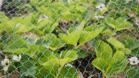 How Plant Protection Netting Can Revitalise Your Allotment | A Veg Gardeners Guide | WM James & Co.