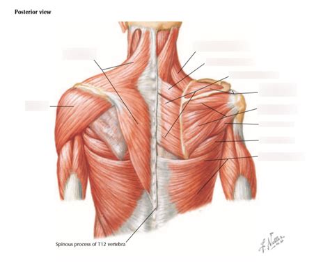 Posterior Shoulder Muscles Diagram | Quizlet