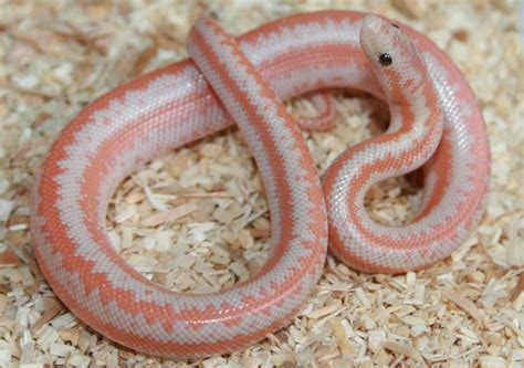 Carlson Snow Rosy Boa | Pet snake