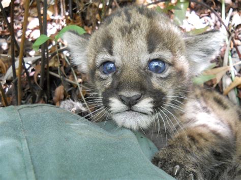 Florida State Animal | Florida Panther