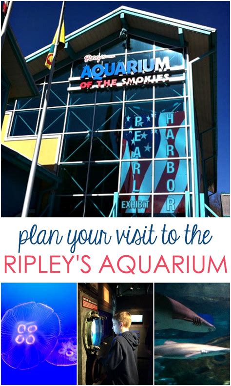 Plan Your Visit To The Gatlinburg Tennessee Aquarium - Written Reality