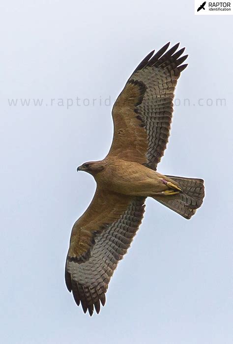 Booted Eagle – Raptor Identification – The complete raptors guide