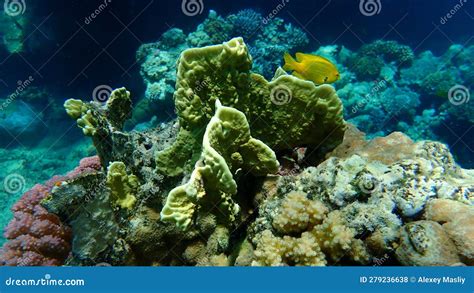 Sheet Fire Coral or Blade Fire Coral, Plate Fire Coral (Millepora Platyphylla) Undersea, Red Sea ...