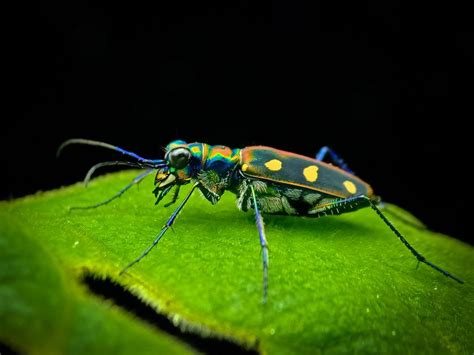 Tiger Beetle: Why Some Subspecies Are Endangered