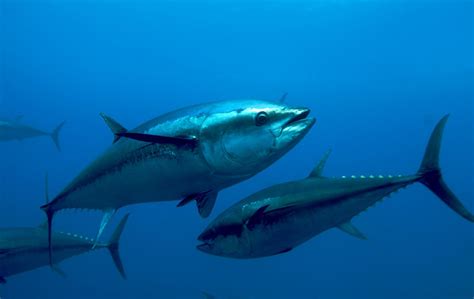 Atlantic Bluefin Tuna | Orkinos, Balıkçılık, Balık