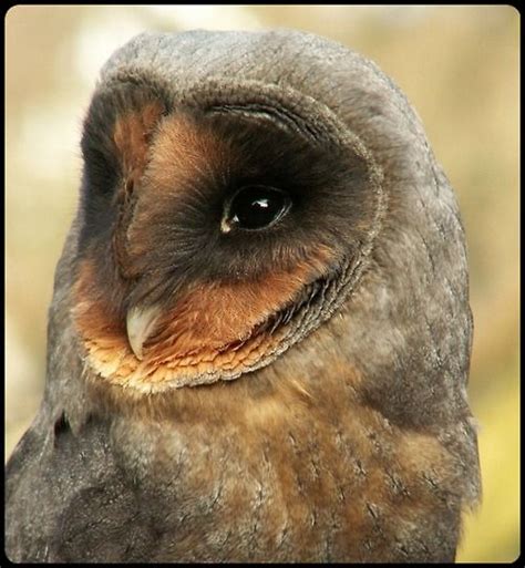 Black barn owl by rockwolf! on Flickr | Owl, Barn owl, Beautiful owl