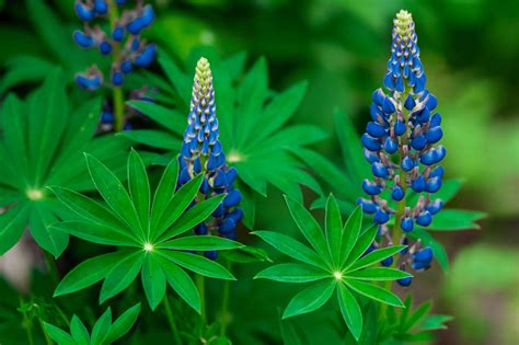 Native Blue Lupine: Plant Care & Growing Guide