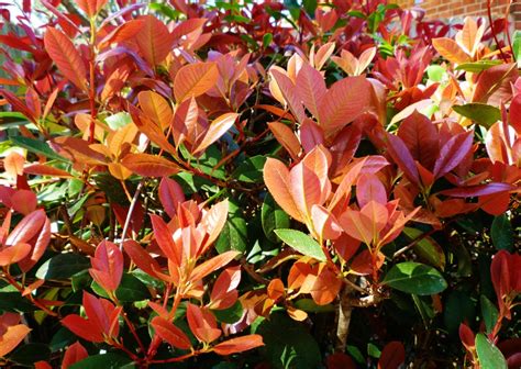 Is It a Good Idea to Use Red Tip Photinia Shrubs for Landscaping in Texas? | Dengarden