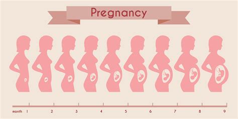 tumbesaran bayi dalam kandungan