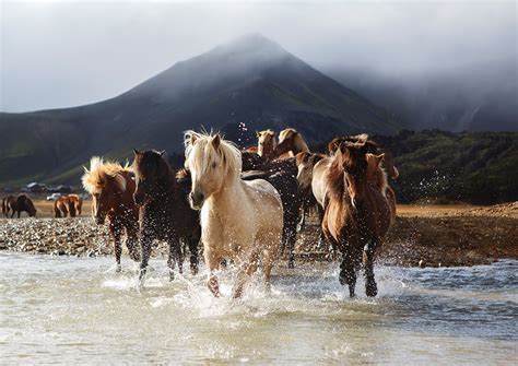 Voyage et randonnées à cheval en Islande | Ampascachi