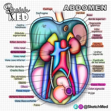 Partes De Abdomen