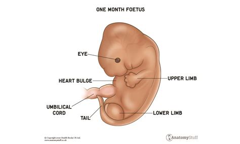 Developmental Anatomy | Human Development & Anatomy | AnatomyStuff