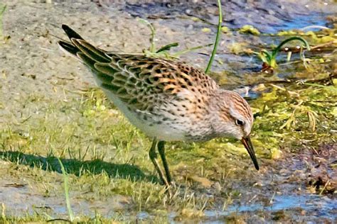 AA Bird Photography/waders/shorebirds/WHITE-RUMPED SANDPIPER/Calidris fuscicollis/images ...