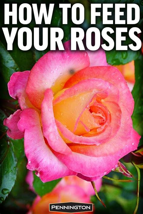 How to Feed and Care for Roses | Rose care, Rose, Growing roses