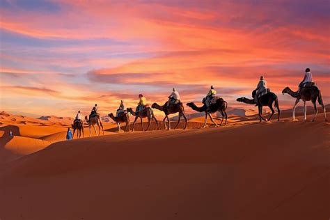 2-Day Tunisia Sahara Desert Camel Trek from Douz 2023 - Viator