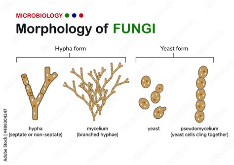 Unicellular Yeast