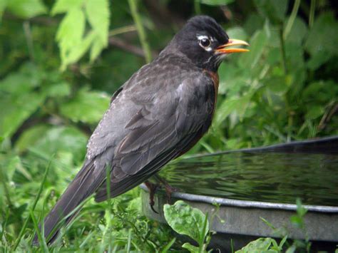 Door to Nature: Robins in Winter - Door County Pulse