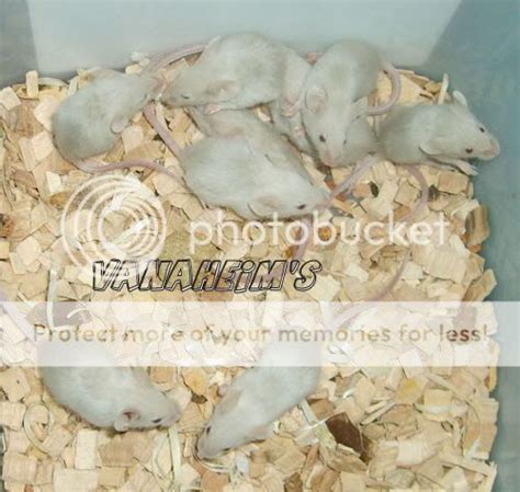 What are these babies? | Pet Mice Forum