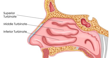 Turbinoplasty - Towson, Maryland - ENT Surgery