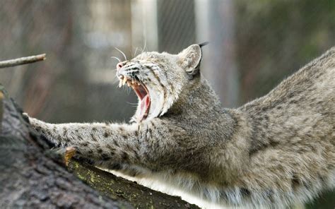 Wallpaper : wildlife, mouth, whiskers, lynx, yawning, wild cat, tree, bobcat, fauna, vertebrate ...