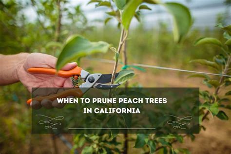 When To Prune Peach Trees In California's North & South