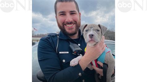 Police officer adopts an adorable pit bull puppy - Good Morning America