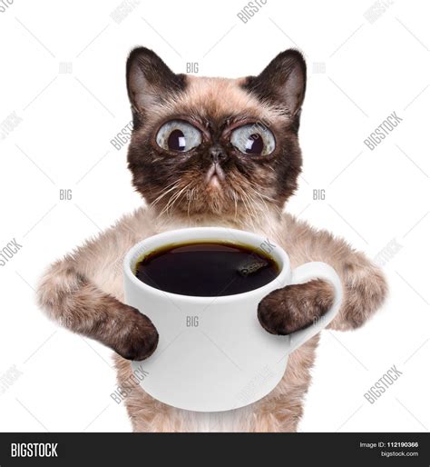 Cat Cup Coffee Image & Photo (Free Trial) | Bigstock