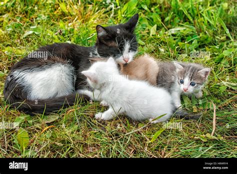 Three Little Kittens High Resolution Stock Photography and Images - Alamy