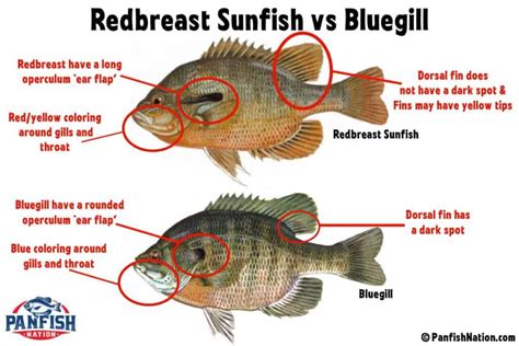 Redbreast Sunfish vs Bluegill - Know These Differences! • Panfish Nation