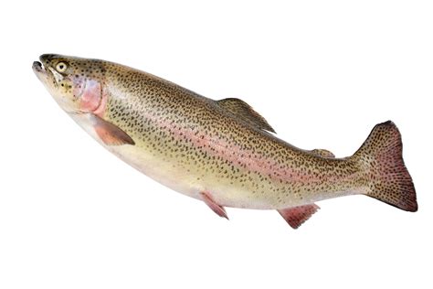 Rainbow Trout | gsmnp