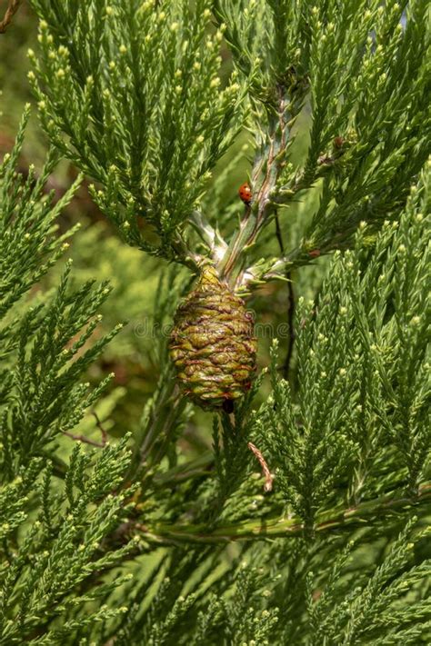 Giant Sequoia Green Leaves and a Cone with Ladybug. Sequoiadendron ...