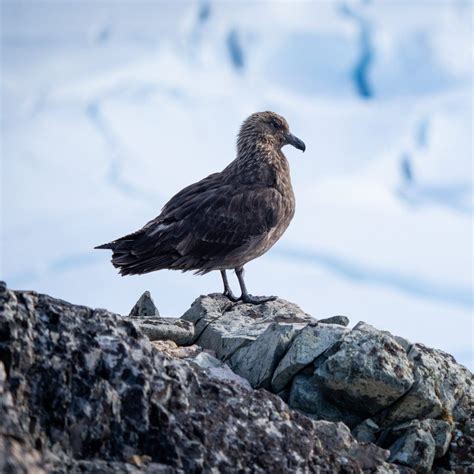 An Intro to Migratory Birds in Antarctica - Polar Latitudes