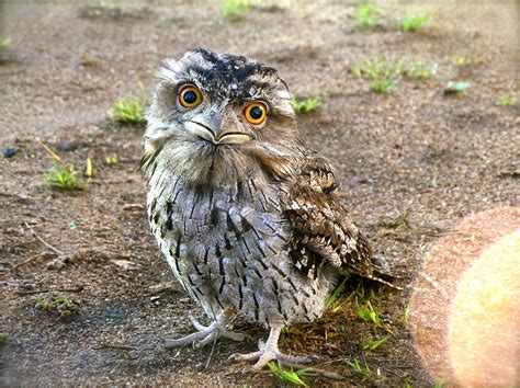 Tawny Frogmouth ~ Birds World