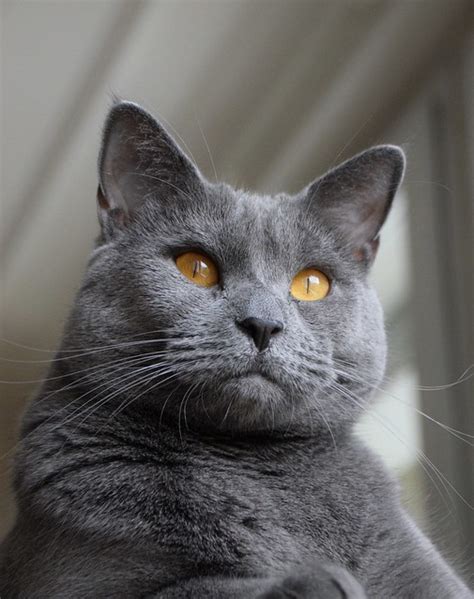 Chartreux Cat Pictures and Information - Cat-Breeds.com