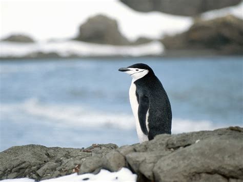 Chinstrap Penguin | Amazing Facts & Latest Pictures | Animals Lover