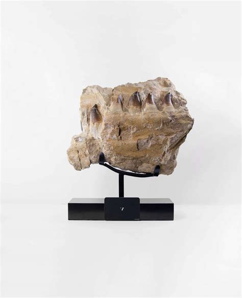 Rare Mosasaurus Fossils For Sale at The Fossil Store