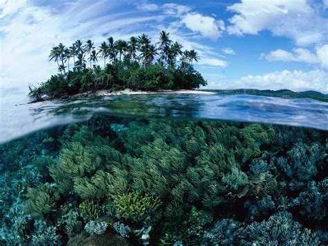 Download Papua New Guinea Coral Reefs Wallpaper | Wallpapers.com