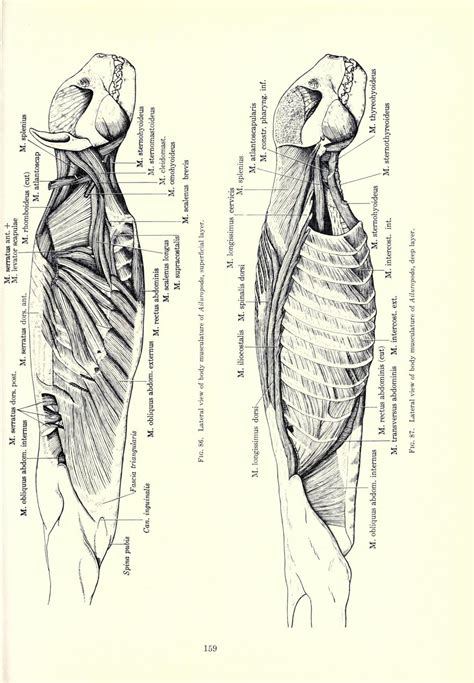 Pin on Animal Anatomy Ref