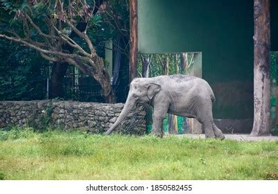 2,482 Elephant Calf Playing Images, Stock Photos & Vectors | Shutterstock