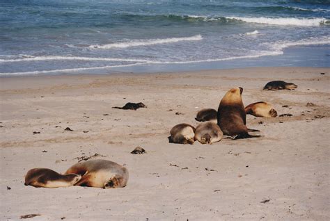 File:Kangaroo island seals.jpg