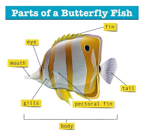 Premium Vector | Diagram of different parts of fish