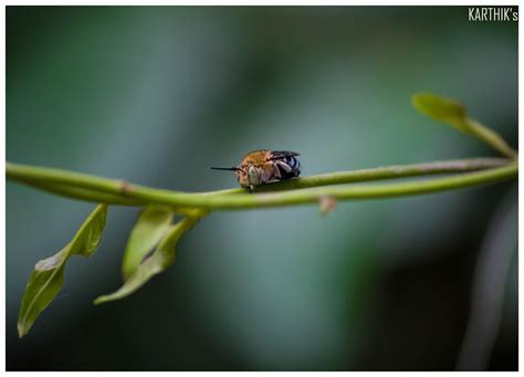 BUG | BUG ON A WIRE.... | Karthik's Photography | Flickr