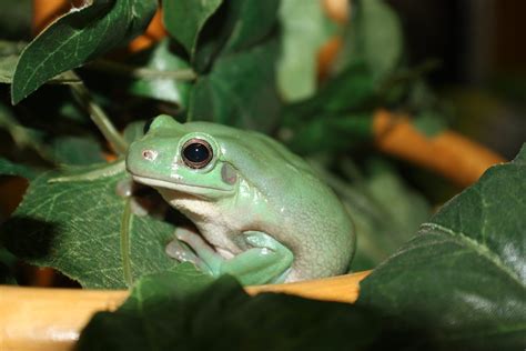 NORTHERN GREEN TREE FROG - Reptile and Grow