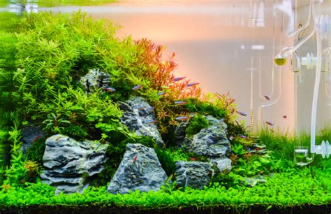 5 Ideas for Your Seiryu Stone Aquascape