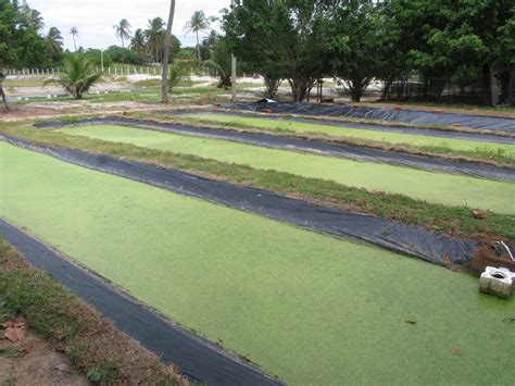 Tilapia farming: How to build duckweed ponds