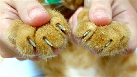 Trimming Your Cat's Nails: An Expert Guide - Petful