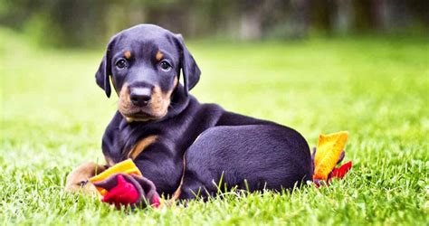 Doberman Names: Over 200 Brilliant Names For Doberman Pinschers