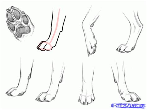 Image result for german shepherd skeleton sketch Dog Paw Drawing, Dog ...